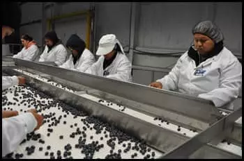 Group of workers inspecting blueberries in the packing plant
