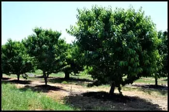 Group of trees in a cherry orchard